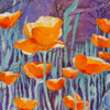 Poppies_th
